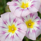 Rose Ensign Dwarf Morning Glory Seeds | Pink/Red Blooms | Compact 8” Tall | Long Blooming | Attracts Pollinators |