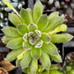 Sempervivum Spring Beauty