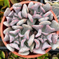 Echeveria Cubic Frost