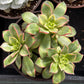 Aeonium Kiwi