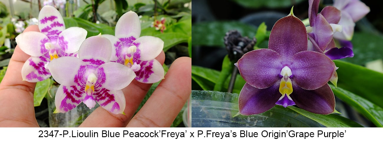 Phalaenopsis (Lioulin Blue Peacock x Freya’s Blue Origin)