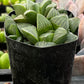 Haworthia Pygmaea