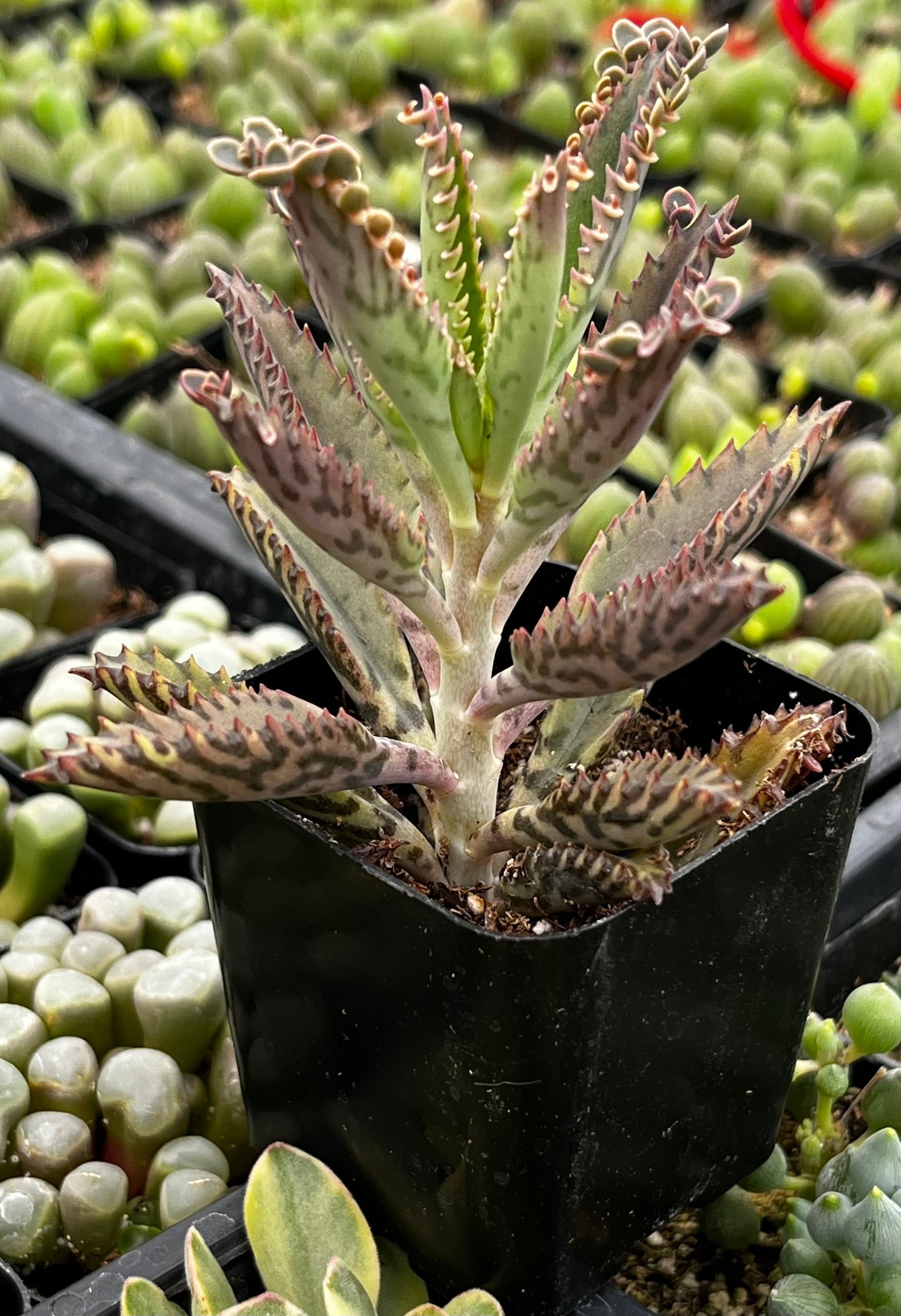 Mother of Millions