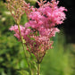 10 QUEEN Of THE PRAIRIE Pink Meadowsweet Filipendula Rubra Flower Seeds