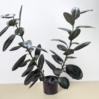 Ficus Elastica 'Burgundy'