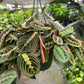 Maranta 'Red Prayer'
