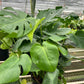 FREE SHIPPING Monstera 'Split-Leaf' I  These plants have glossy, heart shaped leaves which develops its unique splits