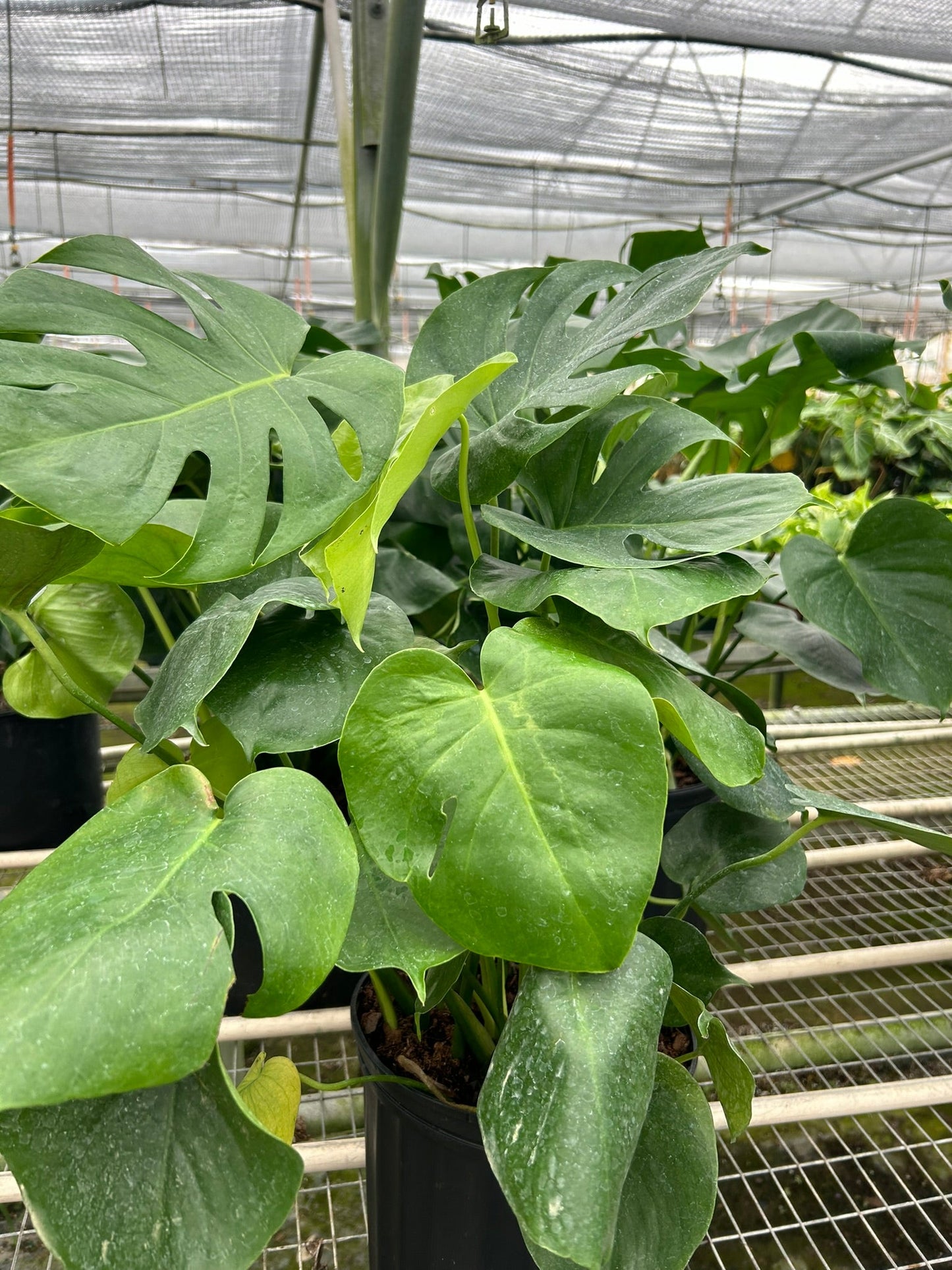 FREE SHIPPING Monstera 'Split-Leaf' I  These plants have glossy, heart shaped leaves which develops its unique splits