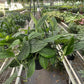 Monstera 'Peru'