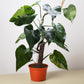 FREE SHIPPING Philodendron 'White Princess' - gorgeous green leaves are generously splashed with white