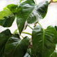 FREE SHIPPING Philodendron 'White Princess' - gorgeous green leaves are generously splashed with white
