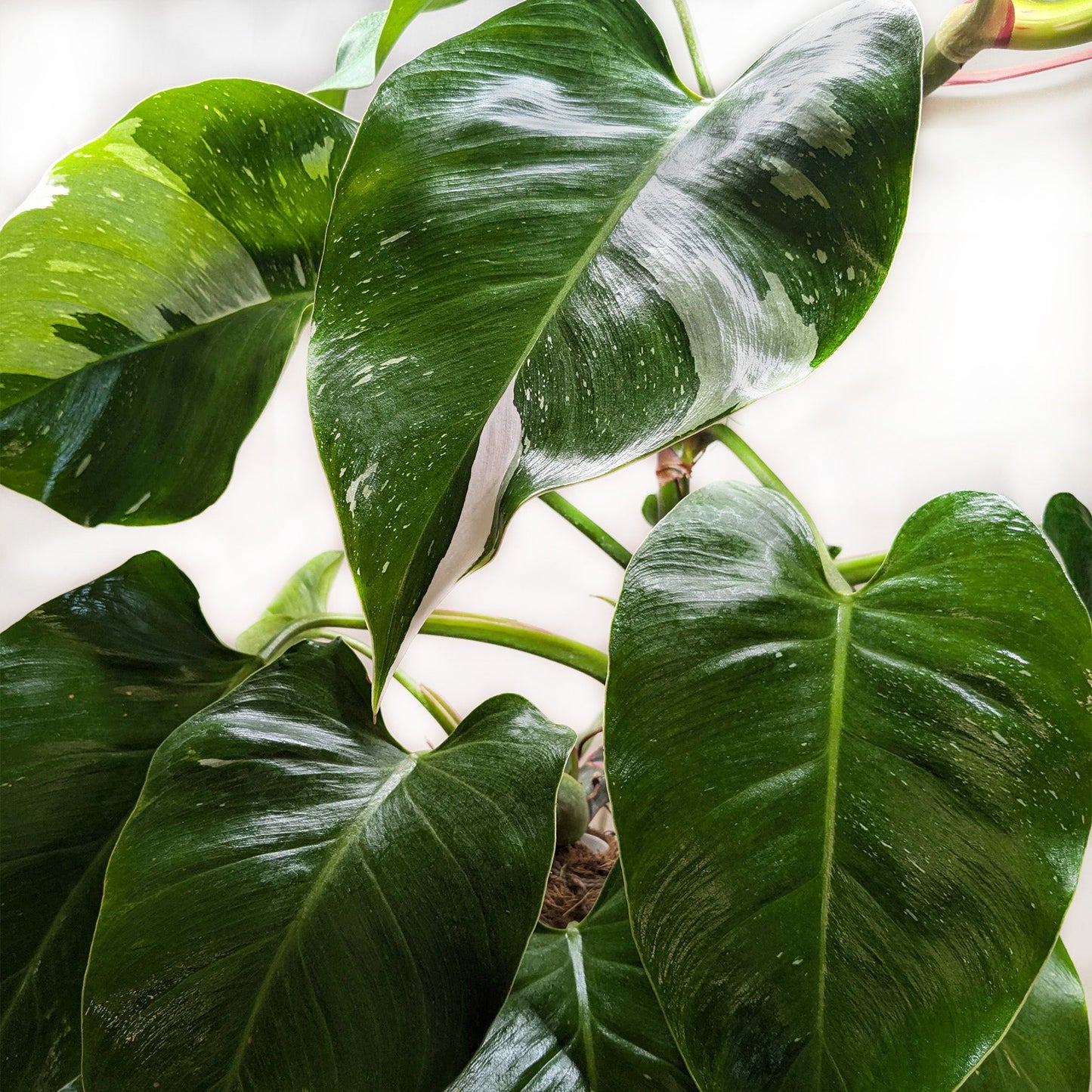 FREE SHIPPING Philodendron 'White Princess' - gorgeous green leaves are generously splashed with white