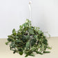 Pothos 'Satin'