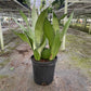 Snake Plant 'Moonshine' - the Rosso has very distinctive pointed leaves