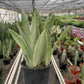 Snake Plant 'Sayuri'