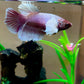 Elephant Ear Betta