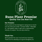 Pet Friendly Mystery Bundle Box - 3 Non-Toxic Plants