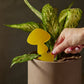 Sticky Traps for Plant Pests
