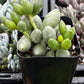 Adromischus Oviforme