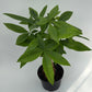 Money Tree