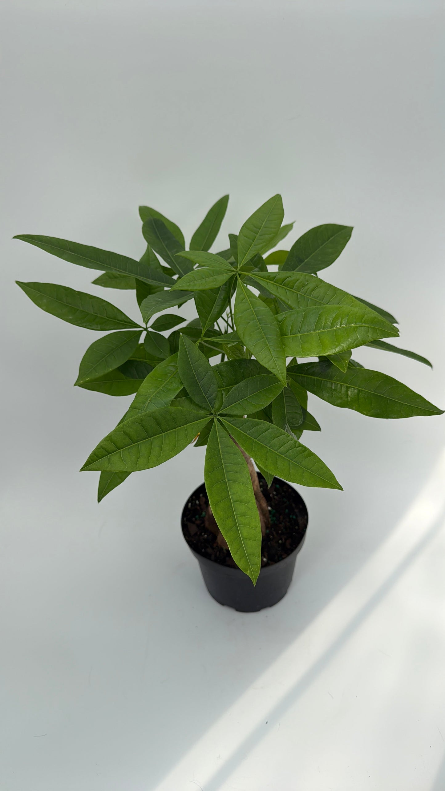 Money Tree