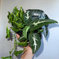 Spooky Mystery Bundle Box - 3 Spooky Plants