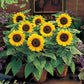 Baby's Breath, Sunflower, Cosmos, Daisy Four-season Seeds