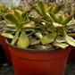 Aeonium Kiwi