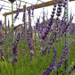 Live Lavender Phenomenal Plant 2.5 Quart Pot Hardy Perennial Herb