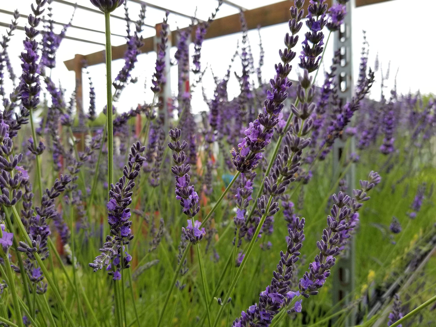 Live Lavender Phenomenal Plant 2.5 Quart Pot Hardy Perennial Herb