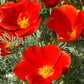 Red Chief California Poppy Seeds | Vibrant Red-Orange Blooms | Drought Tolerant | Attracts Pollinators | 65 Days |