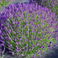 Live Hidcote Lavender Plant - Hardy Purple Flowering Herb Garden
