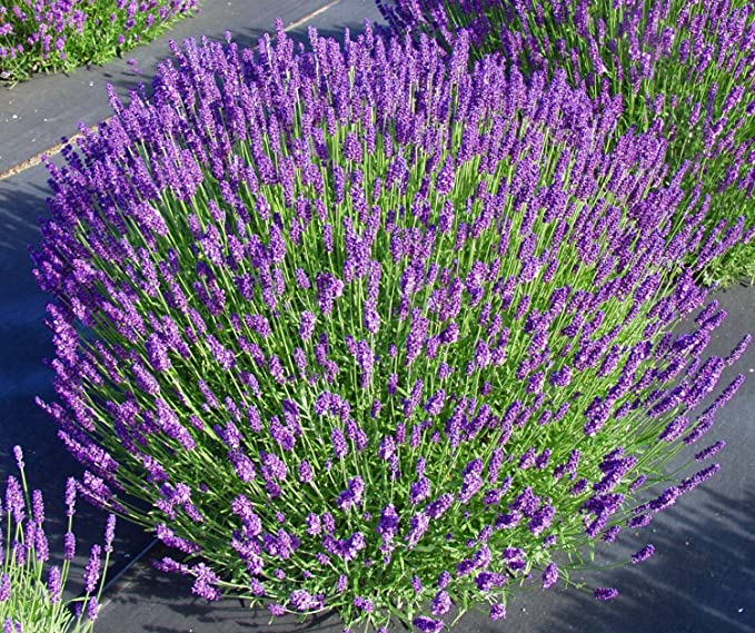 Live Hidcote Lavender Plant - Hardy Purple Flowering Herb Garden
