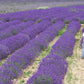 Live Lavender Phenomenal Plant 2.5 Quart Pot Hardy Perennial Herb