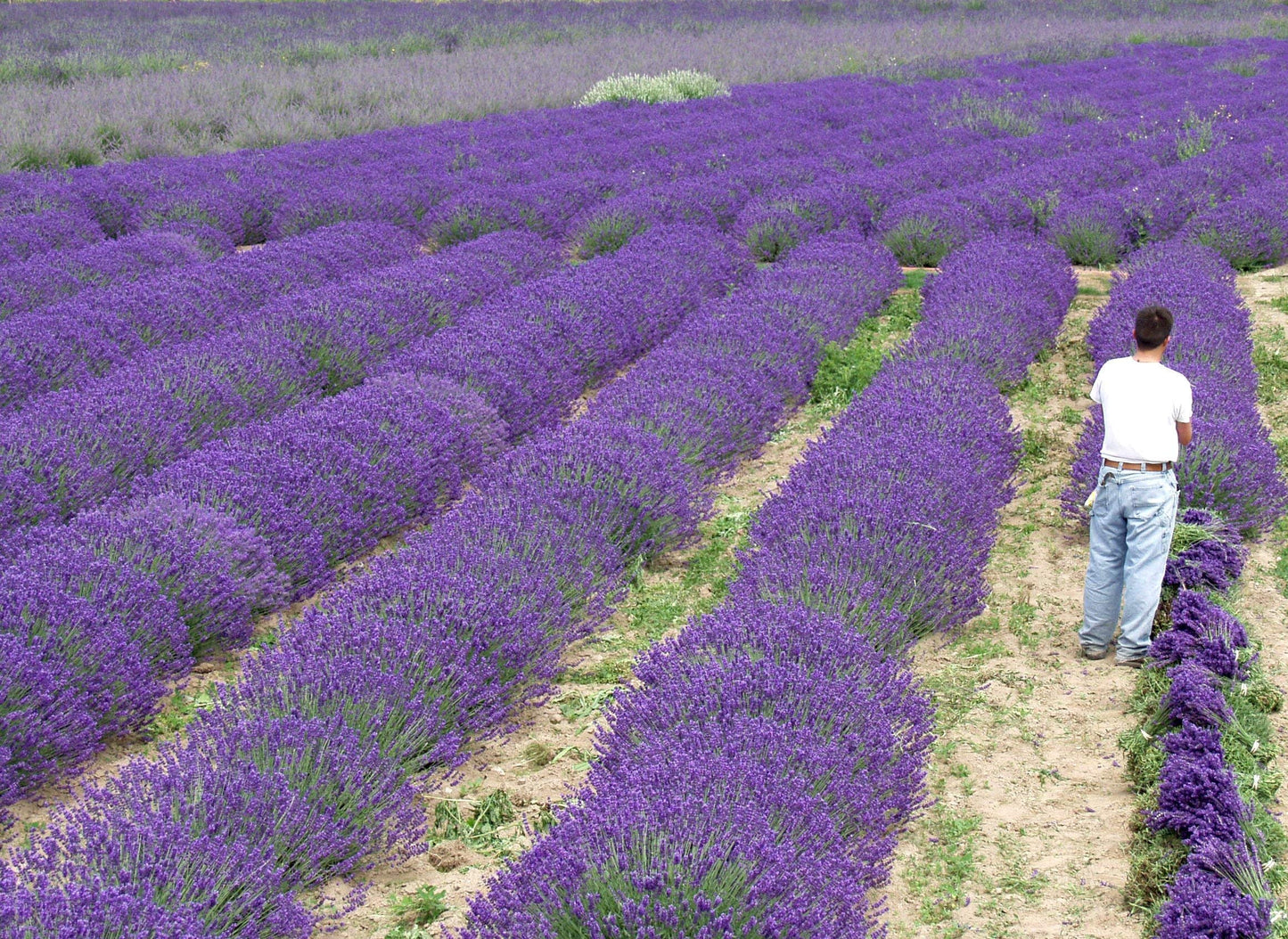 Live Lavender Phenomenal Plant 2.5 Quart Pot Hardy Perennial Herb