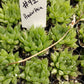 #92 Haworthia