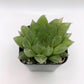 #92 Haworthia