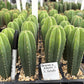 #EC225 Variety of Trichocereus Hybrid Cactus Bargain Potted Seedlings For Sale
