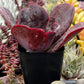 Echeveria Mahogany Rose