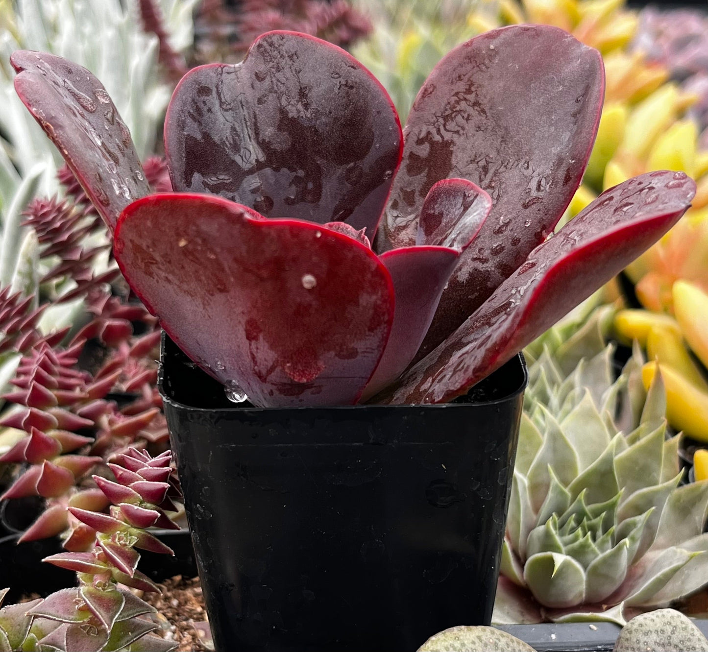 Echeveria Mahogany Rose
