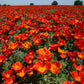 Red Chief California Poppy Seeds | Vibrant Red-Orange Blooms | Drought Tolerant | Attracts Pollinators | 65 Days |