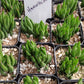 #93 Haworthia