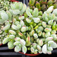 Cotyledon Pendens