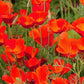 Red Chief California Poppy Seeds | Vibrant Red-Orange Blooms | Drought Tolerant | Attracts Pollinators | 65 Days |