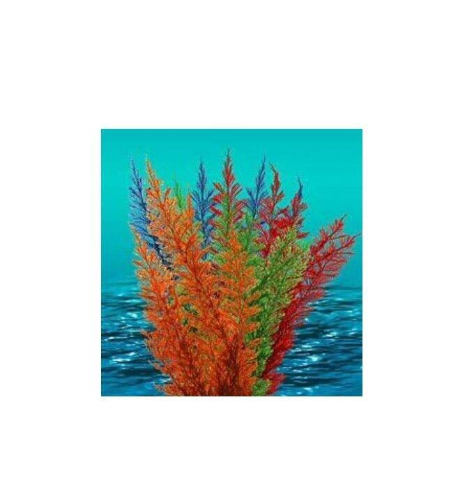 Nature's Image: Aquafern Medium, Freshwater 6" Red, Green or Rainbow Decor