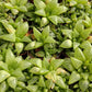 #94 Haworthia