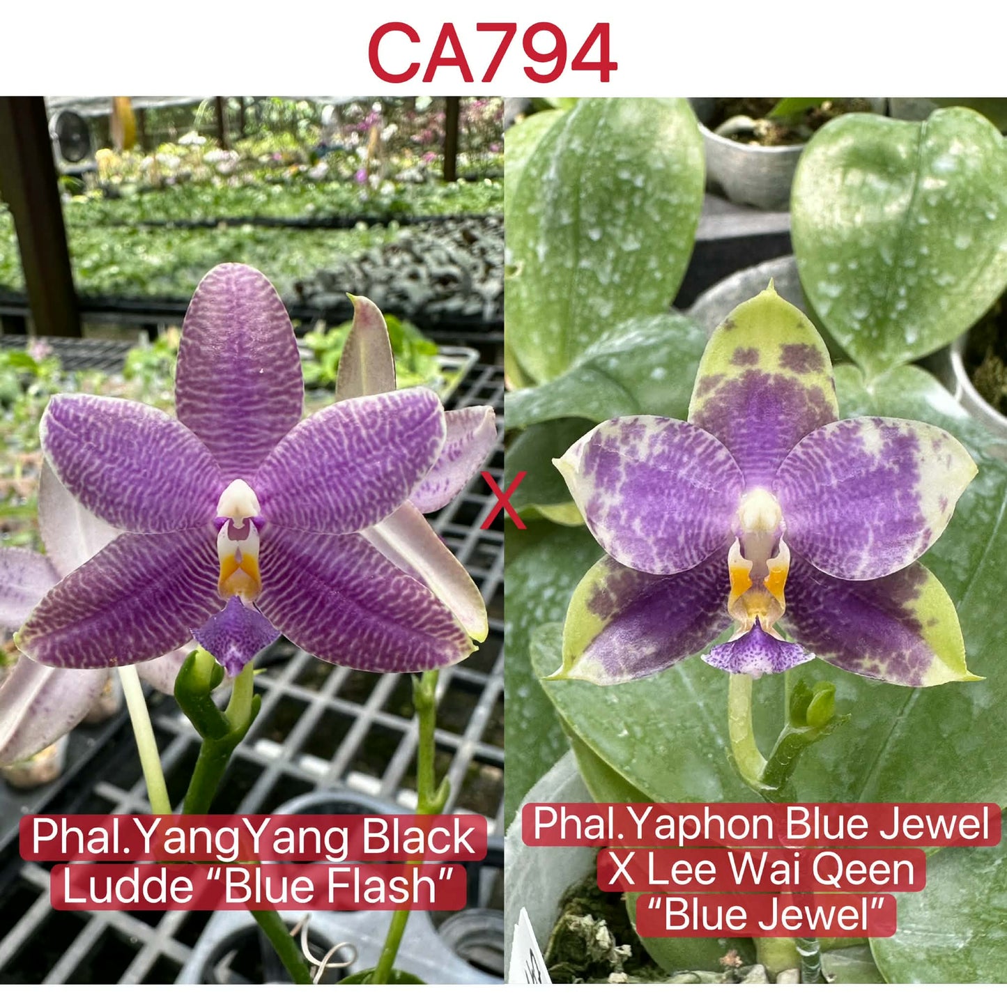 Phalaenopsis ((Yang Yang Black Ludde x (Yaphon Blue Jewel x Lee Wai Queen))
