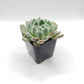 #95 Echeveria Setosa "Mexican Firecracker