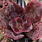 Echeveria Mahogany Rose