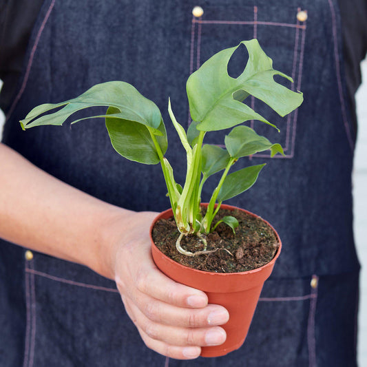 FREE SHIPPING Philodendron Mini Monstera Minima I This is one of the fastest-growing varieties of aroid which is desired for its unique fenestrated leaves.